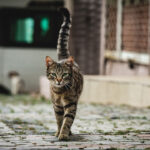 Dünya Kediler Günü